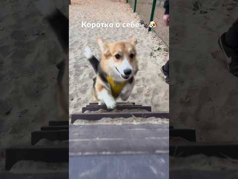 Коротко о себе 🐾🖤 #собака #корги #пемброк