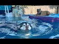 Malamute and Husky Dogs Beat The Heat with Best Friend