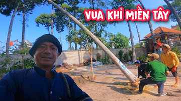 Vua Khỉ cưa hạ gốc nhiều cây Dầu lớn cùng đệ t.ử (1/2)...