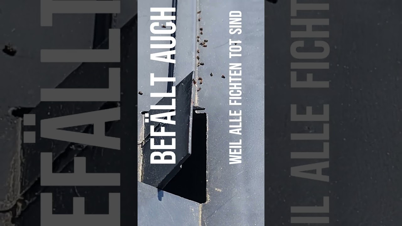 Kupferstecher fliegt bereits