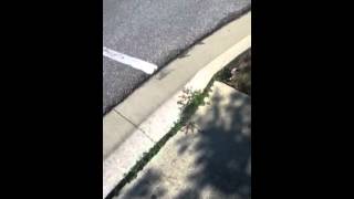 Me ripsticking !!