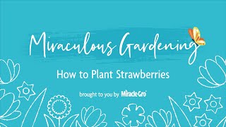 Miraculous Gardening - How to Plant Strawberries by Miracle-Gro 1,233 views 2 years ago 31 seconds