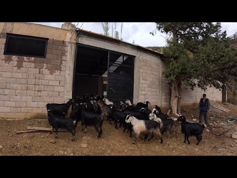 BİR ARABA MAL ALDIM-AHIRA İLK  KİÇİLERİ KOYDUK-KAYBOLDULAR