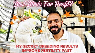 Improve Bird Breeding Results | Infertility &amp; Egg Binding Solution #birds #parrot #parrottalking 