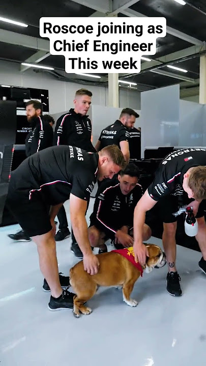 #Lewis #Hamilton and #Roscoe in Paddock |#tiktok #f1 #formula1 #trending #britishgp #shorts