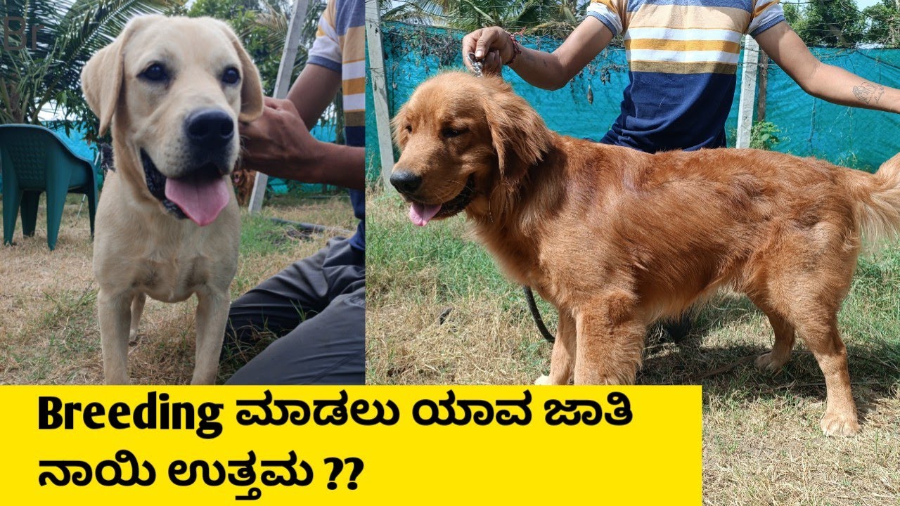 ಹೊಸದಾಗಿ Breeding ಮಾಡಲು ಯಾವ ಜಾತಿ ನಾಯಿ ಉತ್ತಮ Dog kennel Dog breeding