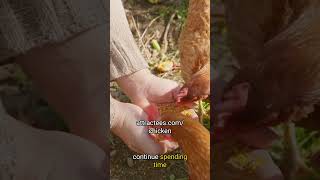 How to Tame Chickens A Step by Step Guide to Building Trust with Your Flock