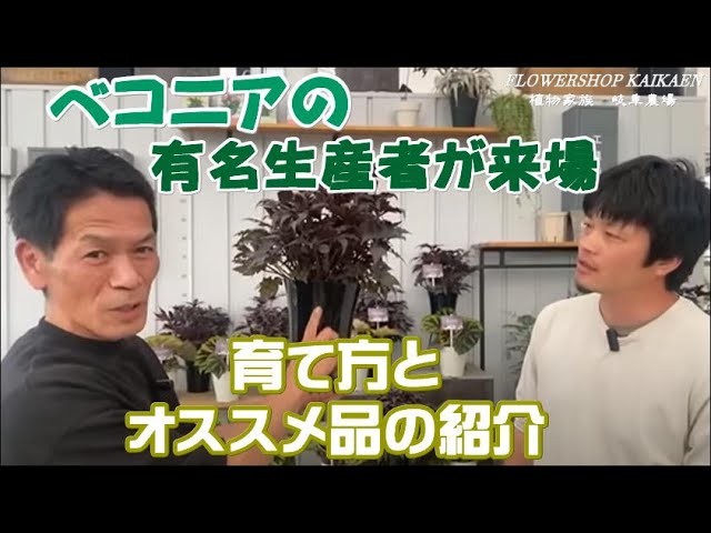 ベコニア 有名生産者が来場 育て方 おすすめ品の紹介 綺麗 岐阜農場