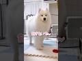 大好きなパパの帰宅を知った大型犬の反応が可愛すぎる #samoyed #サモエド #生きたぬいぐるみ