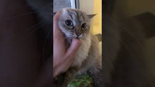 ❤️ Мелисса, ты меня любишь? Melissa, do you love me? #shorts #cat #funny