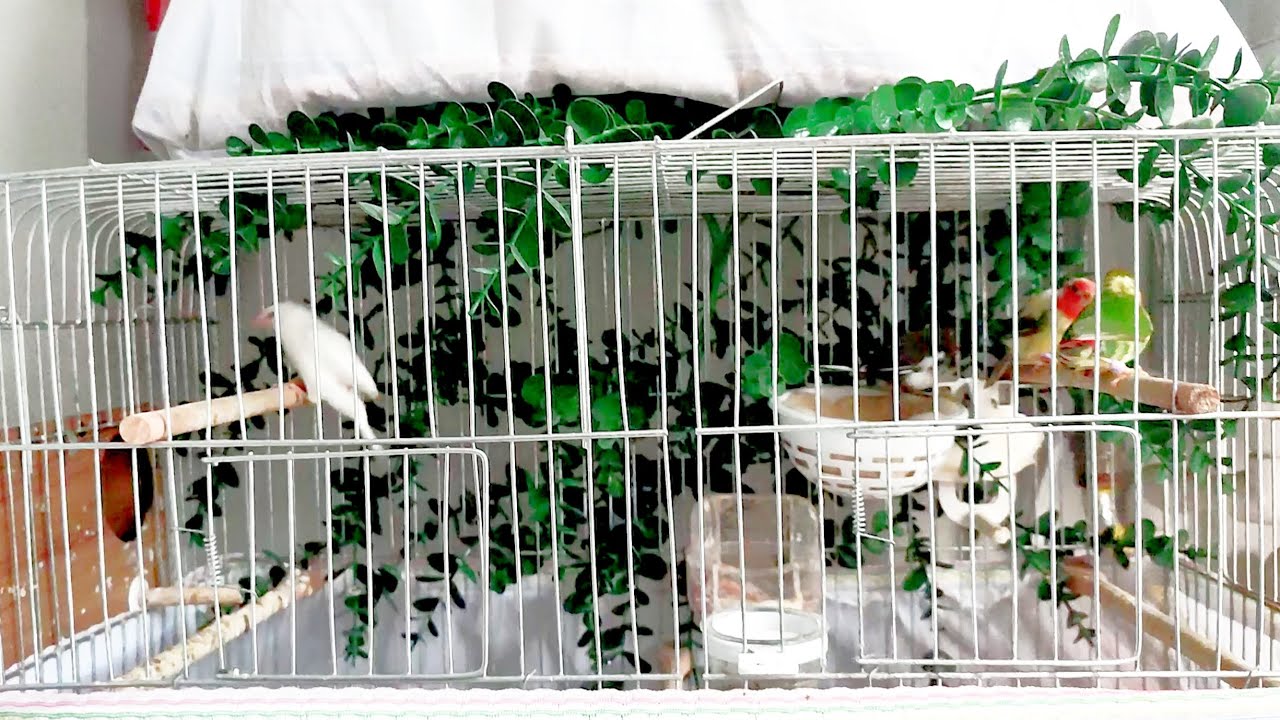 Bengal İspinozları Yumurta Yapmadan Kuluçkaya Yatar Mı Başka Kuşun Yavrusuna Bakar Mı???