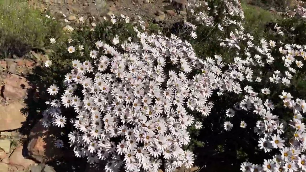 Shrubby African daisy (Dimorphotheca cuneata) in full glory on the Roggeveld plateau