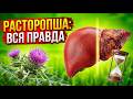 Почему расторопша работает на печень? Научный ответ