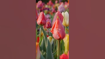 سورة الكوثر / محمد صديق المنشاوي #المنشاوي #مصر #egypt #quran #tiktok #like #follow #youtube