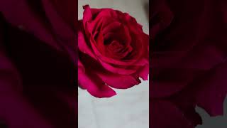 Swasache Zale Bol Song