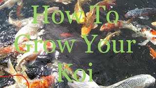 Why Your Koi Are Not Growing [TOP 8 REASONS]