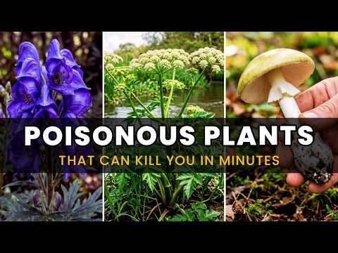 10 Most Poisonous Plants on Earth (One Drop Can Be Fatal)