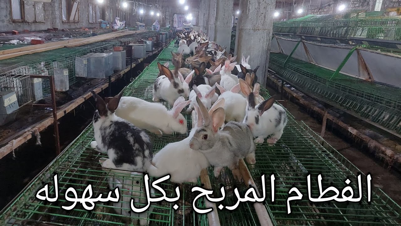 فطام الارانب المربح بابسط طريقة(١٦)