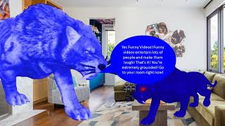 Dark Boomerang Cat Monster Tiger Says No Funny Videos Grounded