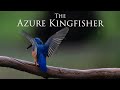 The Azure Kingfisher documentary trailer