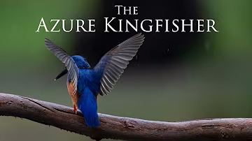 The Azure Kingfisher documentary trailer
