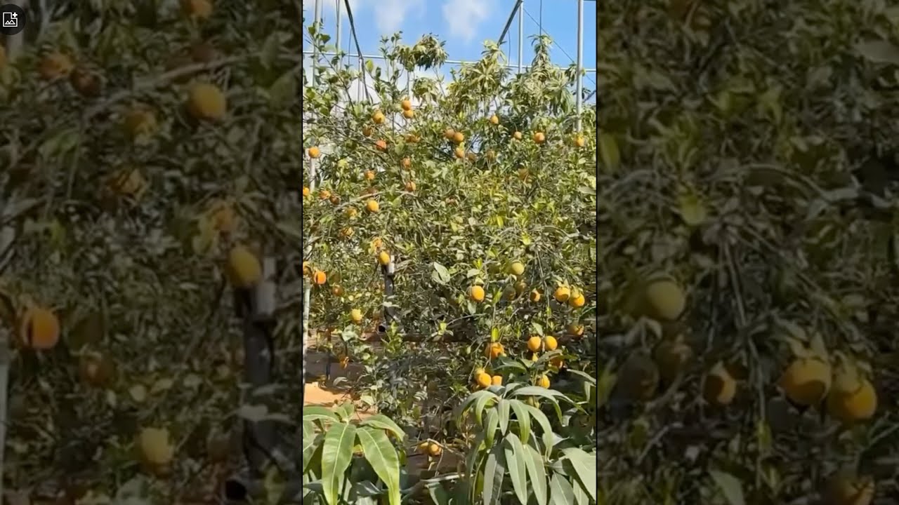 يوميات #خالد_الخالدي مع زراعة البيت 31-1-2025