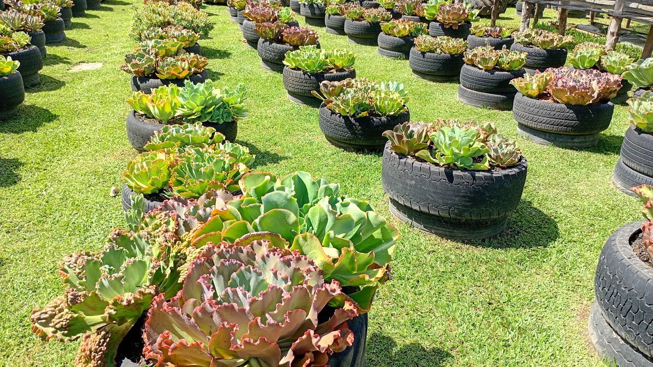 Retirando Mudas das suculentas do jardim!🌵🪷