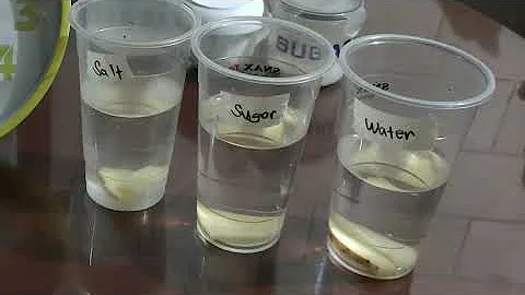 Potato Osmosis Experiment