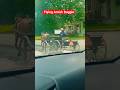FLYING AMISH BUGGIE RIDEрџђЋрџђЋ FLYING AMISH BUGGIE RIDEрџђЋрџђЋ