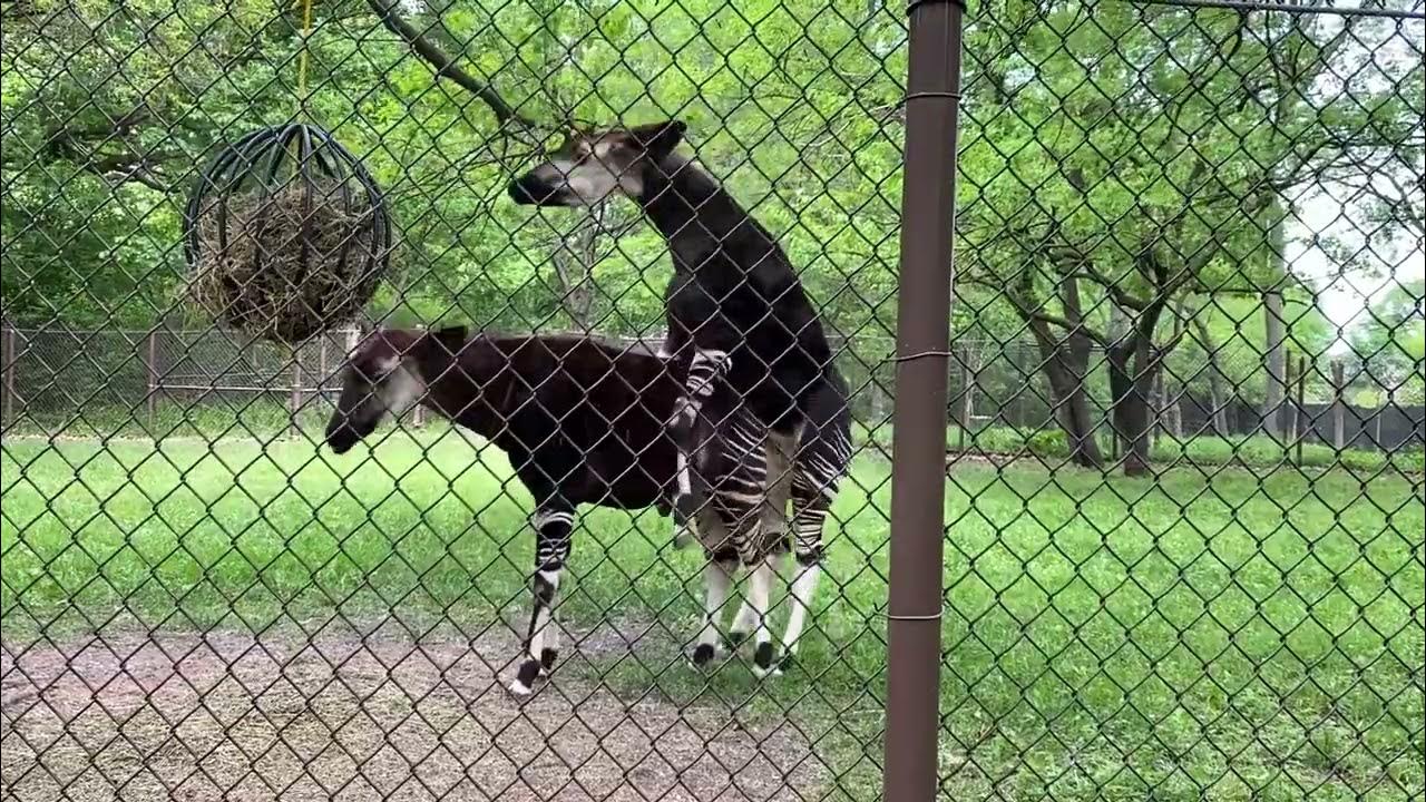 Okapi at Brookfield zoo are mating YouTube