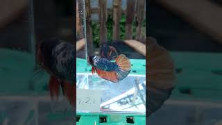 Betta Fish Giant Fancy #Short