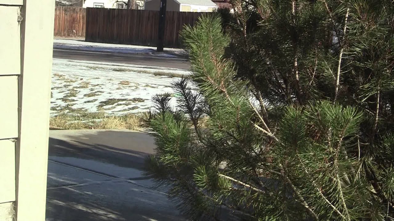 Melting Snow Time Lapse 12/10/13 - YouTube