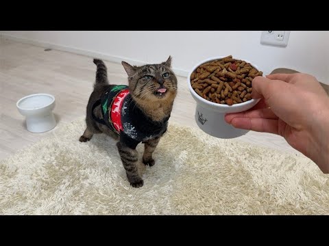 もちまる I thought Mochi was doing something on the range hood