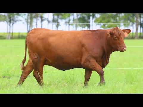 LOTE 131   TAT FIV 3750 F Red Brangus