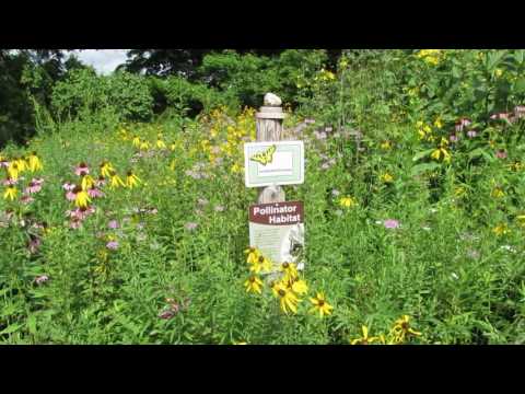 native-wildflower-garden-tour