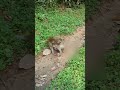 Wild monkeys season momentt along roadside #animalmonkey