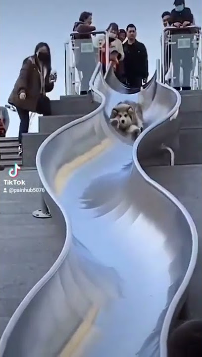 anjing ini main perosotan lucu banget
