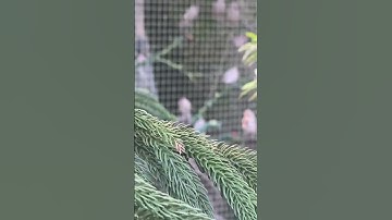 Fawn java Sparrow | fawn java colony | birds aviary | birds in nature | rice sparrow | fawn java 🥰