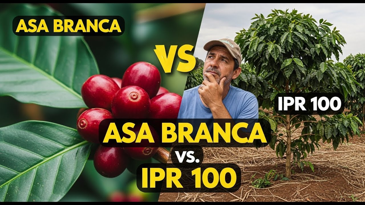 Café Asa Branca vs. IPR 100: Qual a Melhor Escolha Para Sua Lavoura?