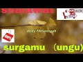 Shalawat (ungu)
