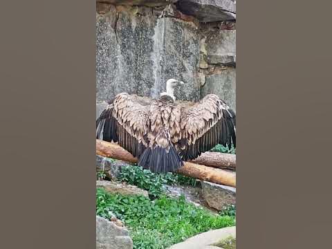 Белоголовый сип - YouTube