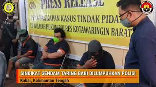 Sindikat Gendam Taring Babi Di Kalimantan Tengah Dilumpuhkan Polisi