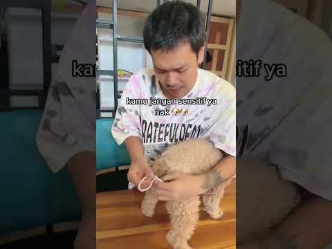 Video: Adakah anjing mendapat pemasa lama?