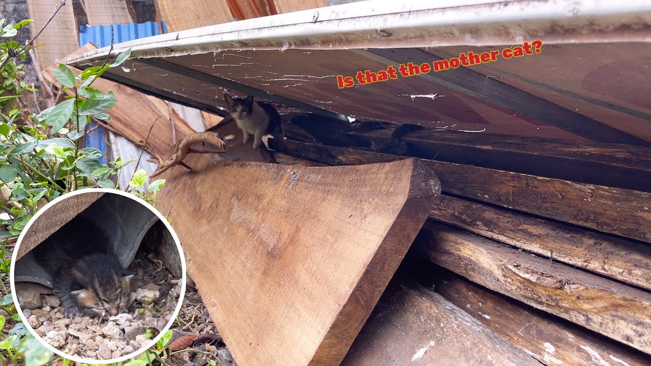 Poor abandoned kitten just need the warmth and love of a mother | Mike Family