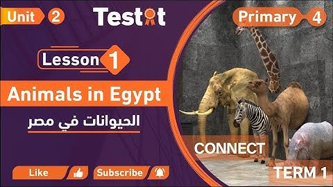 Connect 4 -Unit 2-Lesson 1- Animals in Egypt | كونكت 4 - الوحدة الثانية للصف الرابع - الدرس الأول