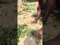 জংলি গাছ এখন চাষ করা হচ্ছে ঔষধি গাছ হিসাবে