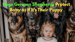 Huge German Shepherds Protect Baby as If It's Their Puppy || Animal Entertainment