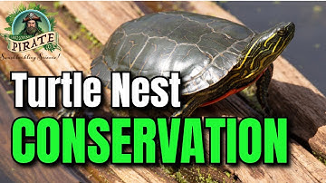 Guardians of the Hatch: DIY Raccoon-Resistant Turtle Nest Shield!