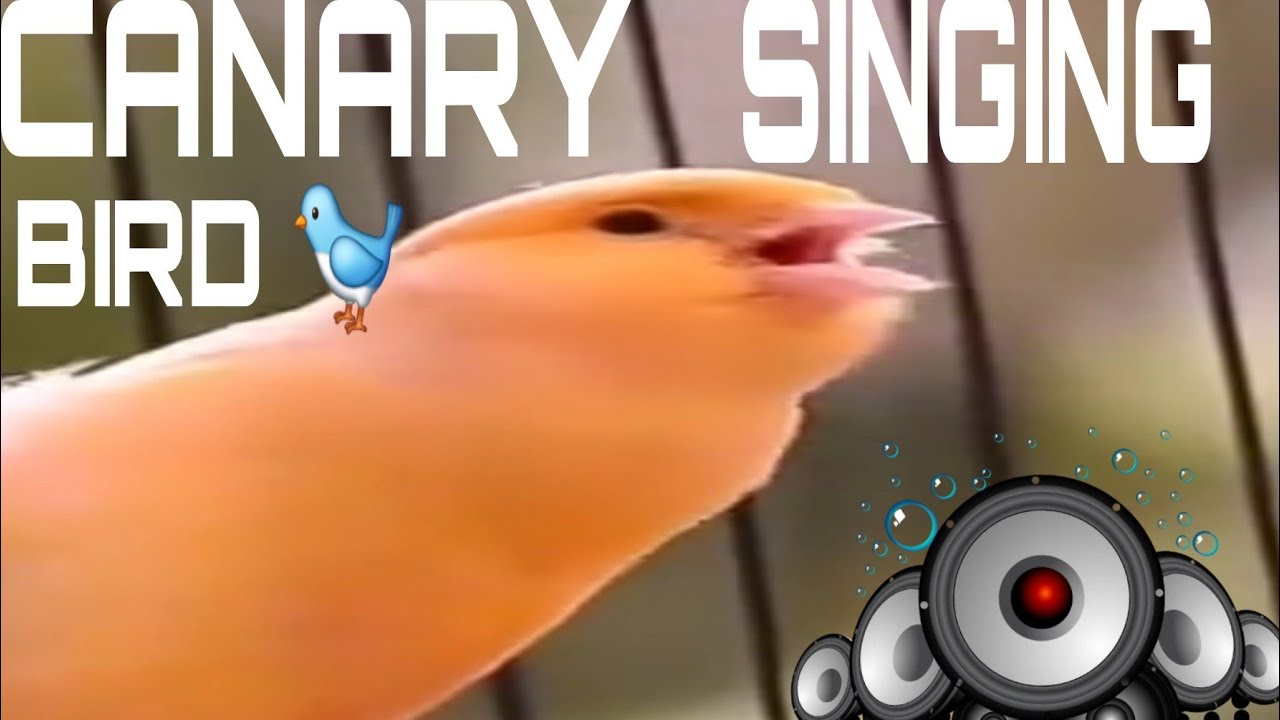 Canary Singing #reels | #Natural #canarybird Canary singing #reels | # ...