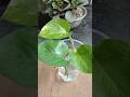 How to propagate money plant#viral #shortsfeed #gardening
